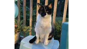 Lost Pet: Klaus