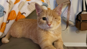 Lost Pet: Rummy