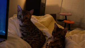 Lost Pet: Ziggy