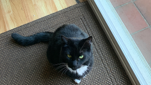 Lost Pet: Ody