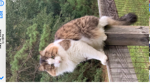 Lost Pet: Harley Davidson