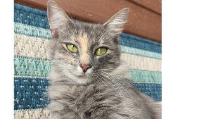 Lost Pet: Pearl
