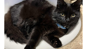 Lost Pet: Bruce