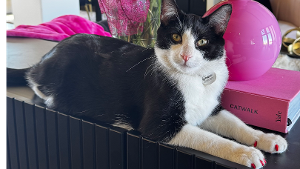 Lost Pet: West