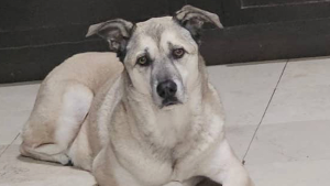 Lost Pet: Scobee