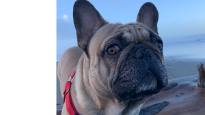 Lost Pet: Kyle