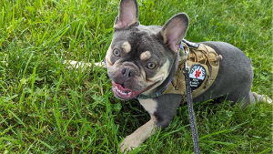Lost Pet: George