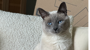 Lost Pet: Stevie