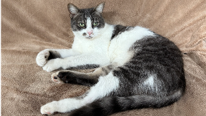 Lost Pet: Aragorn