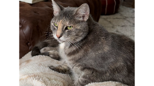 Lost Pet: Saffron