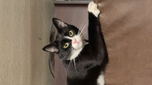 Lost Pet: Finn