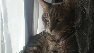 Lost Pet: Dean