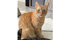 Lost Pet: Riku