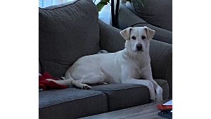 Lost Pet: Lily Athena Singletary-Torres