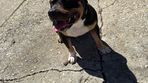 Lost Pet: Detroit Sauvage Boatman