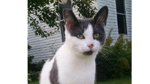 Lost Pet: Elmer