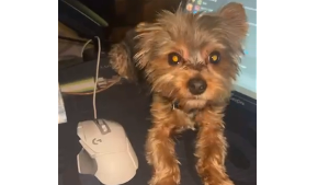 Lost Pet: Milo