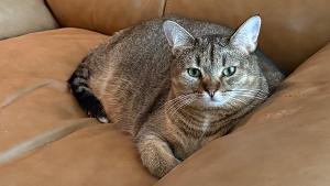 Lost Pet: Maude