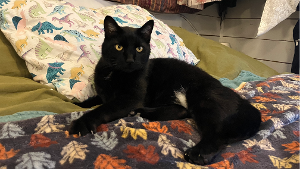 Lost Pet: Amadeus
