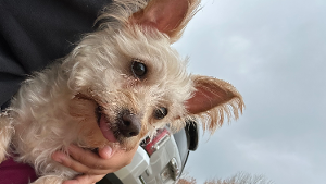 Lost Pet: Lola