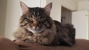Lost Pet: Furgus