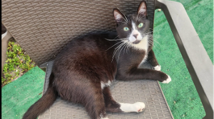 Lost Pet: Silvester
