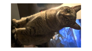 Lost Pet: Pepper