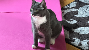 Lost Pet: Ash