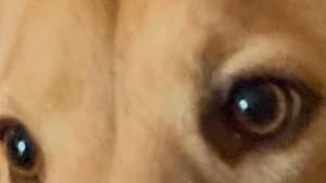 Lost Pet: Kasey