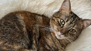 Lost Pet: Mary