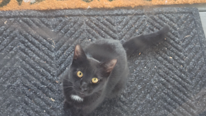 Lost Pet: Roswell