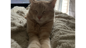 Lost Pet: Churro