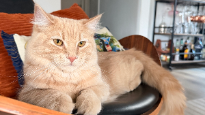Lost Pet: Yuzu