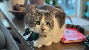 Lost Pet: Kaya