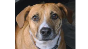 Lost Pet: Bella