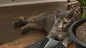Lost Pet: Marigold