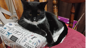 Lost Pet: Xenia