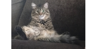 Lost Pet: Meech