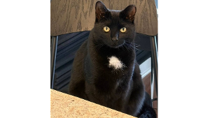Lost Pet: Moosya