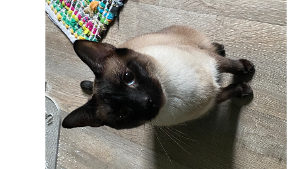 Lost Pet: Samson