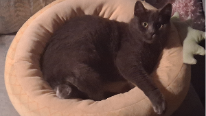 Lost Pet: Ezra
