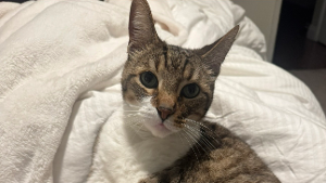 Lost Pet: Griff
