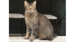 Lost Pet: Doug