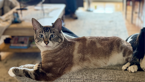 Lost Pet: Molly