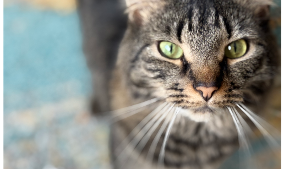 Lost Pet: Amalfi