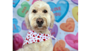 Lost Pet: Maggie
