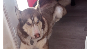Lost Pet: Timber