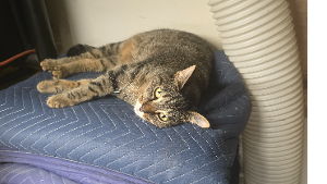 Lost Pet: Hoot