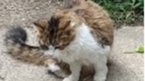 Lost Pet: Amber Ross