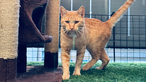 Lost Pet: Milo